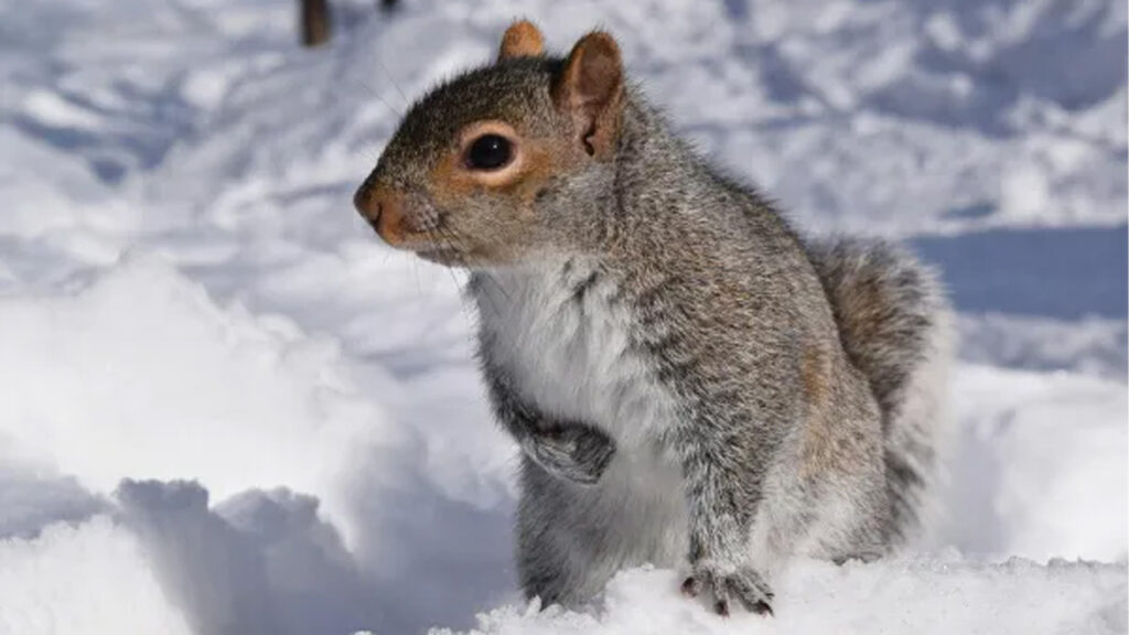 what are winter pests