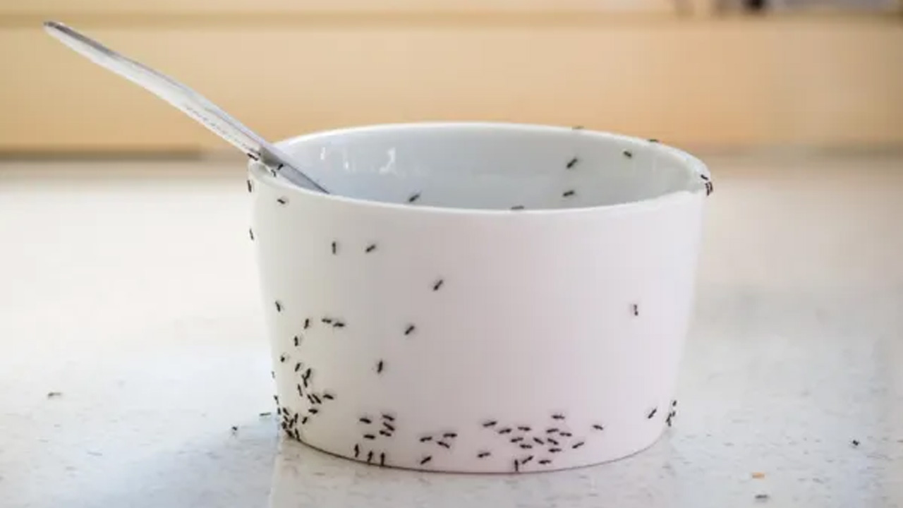 Ants in bowl