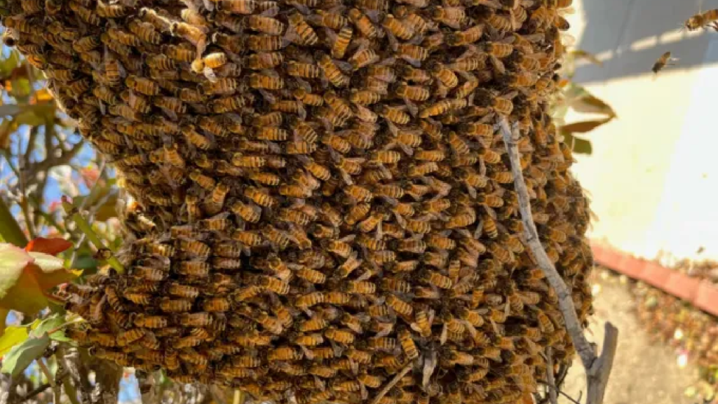 when bees build at home the risks of a residential beehive infestation