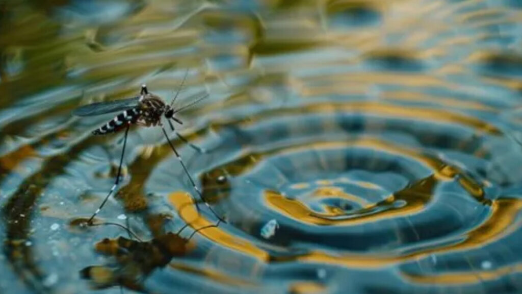 Why Every Drop Counts: How Tiny Puddles Spark Big Mosquito Problems why every drop counts how tiny puddles spark big mosquito problems