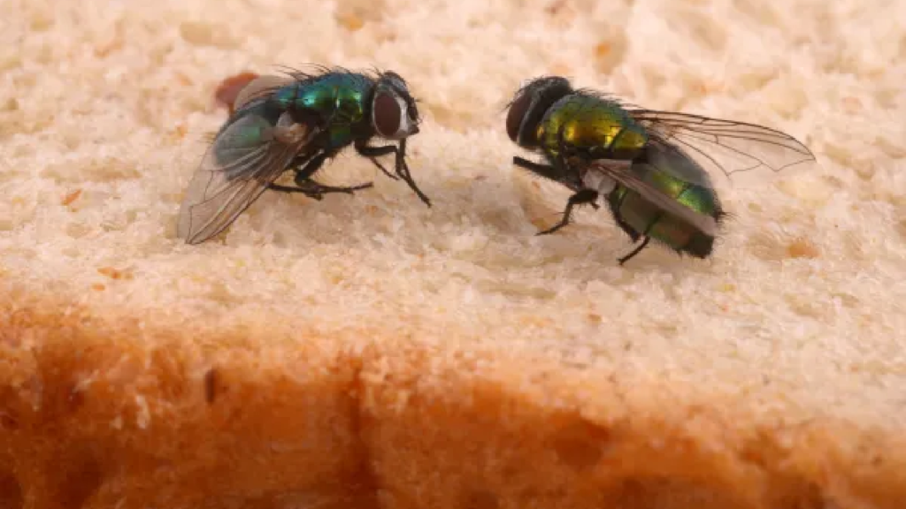 why flies are more than just annoying the health risks they pose