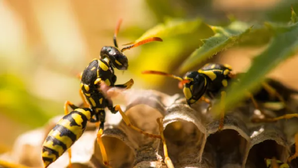 why wasps are aggressive in spring (and what to do)