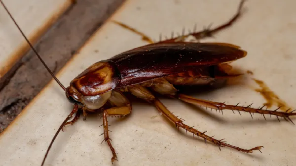 winter isn’t a break from cockroaches—here’s why your home is still at risk