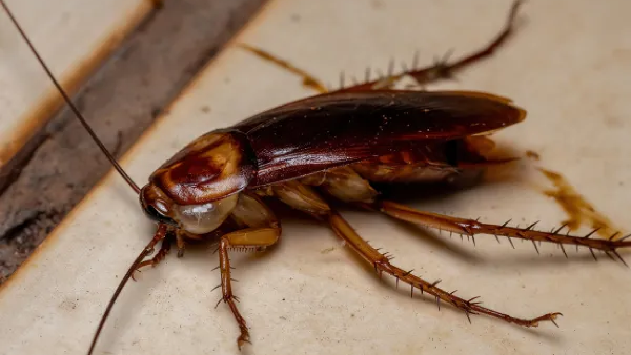 winter isn’t a break from cockroaches—here’s why your home is still at risk
