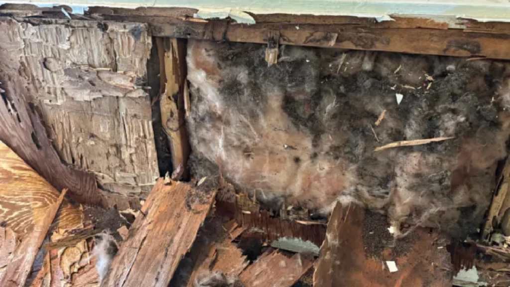 wood you notice identifying termite damage before it spreads