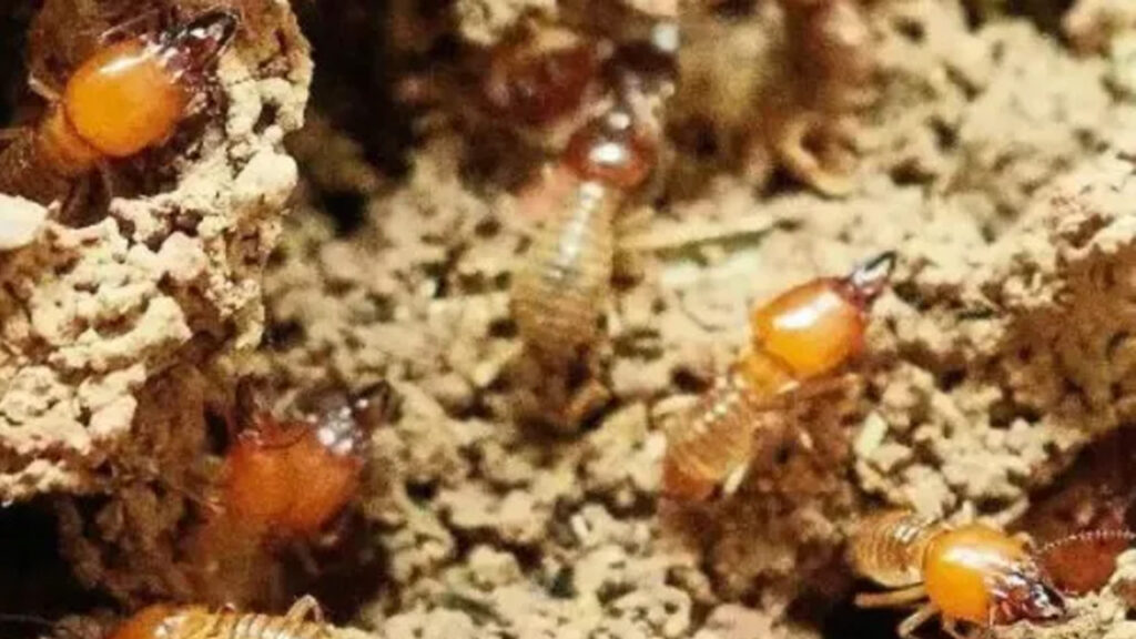how to detect termite damage