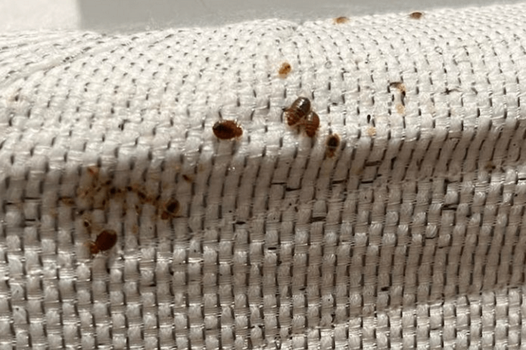Bed bugs on upholstery