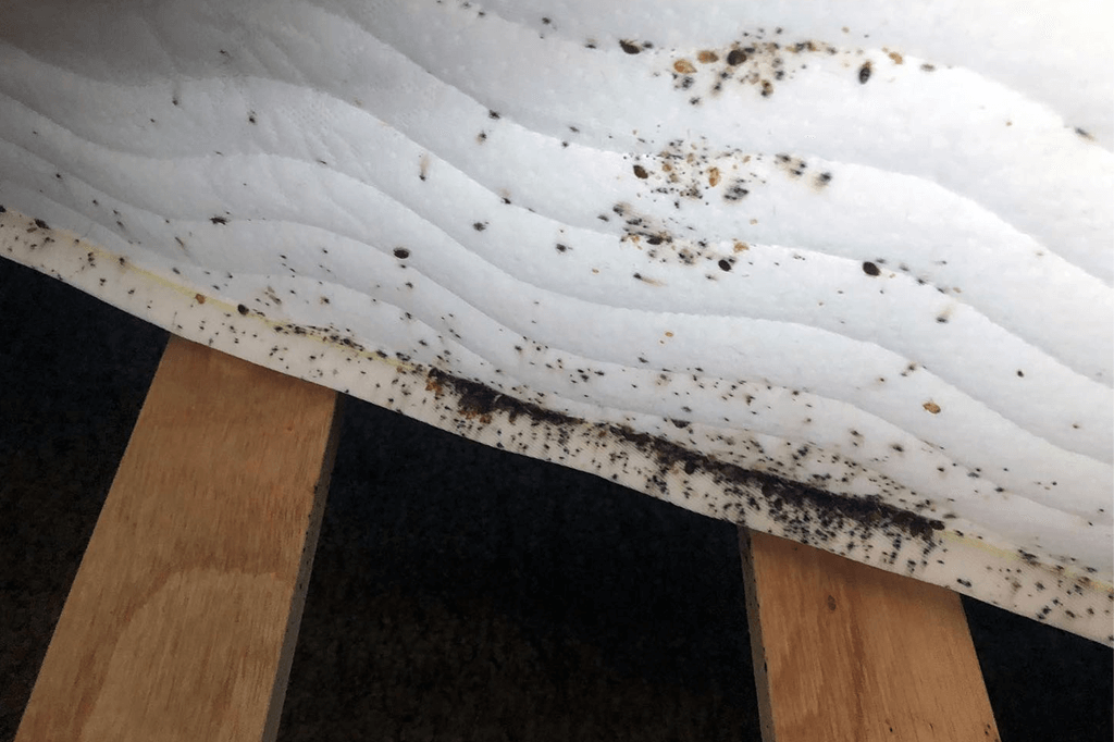 Termite damage evidence
