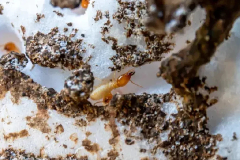 Termite Control Termite infestation close-up