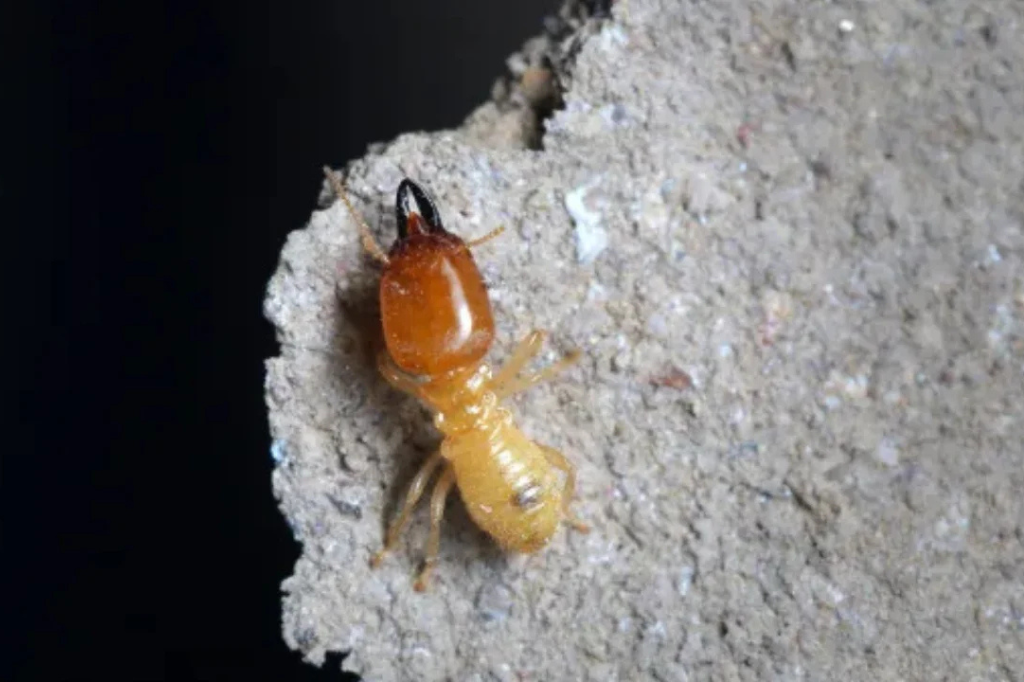 Termite Control Termite on wood