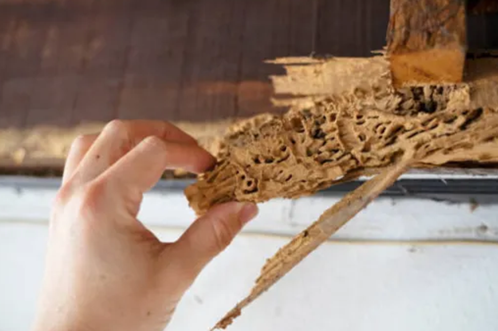 Termite Control Termite-damaged wood