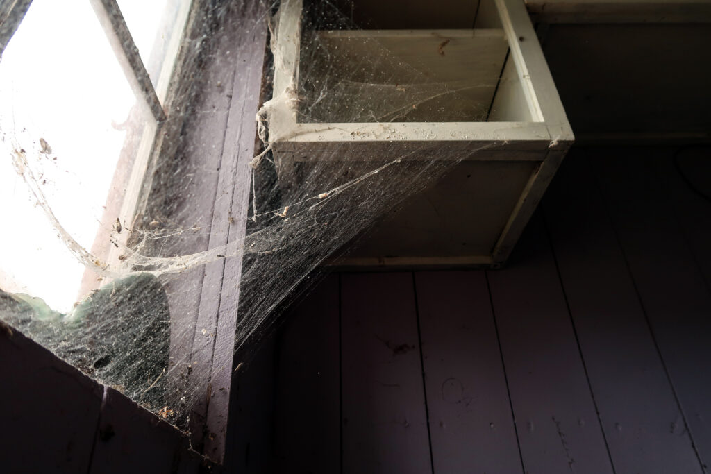 Spider webs in window frame