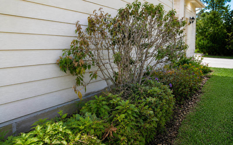 Damaged ornamental plant